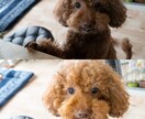 なんでも写真撮影します ノイズだらけの夜は卒業。闇を『ドラマチックな光』に変えます イメージ2