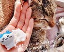 猫のオラクルカードでメッセージを届けます ネコ世界から届く愛と癒やしのスピリットメッセージ イメージ7