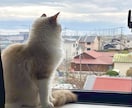 副業相談 : 物販の戦略・ノウハウを伝授します 数のフリマ取引＆ファン獲得実績！高利益の物販運用をサポート イメージ2