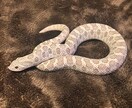 爬虫類の飼育に関してのご相談をお受け致します 動物の飼育に関する相談、アドバイス等受け付けます イメージ1