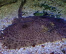 熱帯魚海水魚の飼育相談承ります アクアリウム歴20年以上の元アクアショップ店員アドバイザー イメージ5
