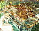 儚くてアンティークな一枚絵イラストを制作いたします 丁寧に納品日厳守でイラストを提供致します！ イメージ3