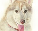ふんわりやさしい水彩画でペットの似顔絵を描きます ｜インテリアやプレゼントに ｜犬・猫・小動物や鳥さんもOK♪ イメージ5