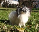 羊毛フェルト教えます 羊毛フェルトのプロのコツをお教えいたします。 イメージ1