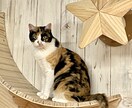 猫の保護、啓発など猫のこと全般のご相談に応じます 猫カフェ、ブリーダー、地域猫活動などの経験を活かしたいです。 イメージ3