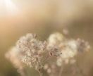 ちょっと話したい✴︎聞いて欲しい✴︎受け止めます 1分でもOK✴︎話すことには癒しの効果があります✴︎ イメージ1