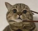 1日ゆったりとお話します お試しで1日お話してみませんか？ イメージ3