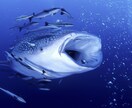 タイ、タオ島への旅行、ダイビング情報をご案内します タオ島でのダイビングインストラクター勤務経験でお応えします! イメージ7