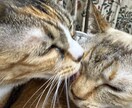 教えてもらった事を伝えます 映像で見えたもの、聞こえた事を伝えさせて頂きます イメージ4
