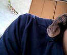 爬虫類（レオパ、アオジタ）の飼育方法教えます 〜爬虫類を初めて飼ってみたい人、飼育初心者の為の飼育方法〜 イメージ4