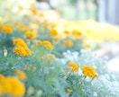 ブログ、SNS用のお花の写真の画像を提供します お花の写真をプラスすることで見る人の心を癒します イメージ1