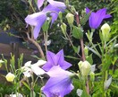 花の写真を提供します 青空や田舎の空気もお届け! 現在70枚、少しずつ増えます。 イメージ9