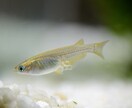 副業に最適！子沢山にするメダカ養殖法を教えます 初心者大歓迎！安心で手間いらず！1日10分のメダ活だけ！ イメージ4