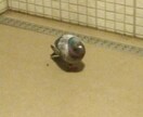 電話での会話が億劫という方にこちらをおすすめします 電話が嫌という方に、チャットでただただ相槌を打ちます。 イメージ1
