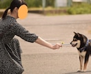 写真をイラストに！素敵なワンシーンを作ります あなたの特別な写真、ペットの写真をイラストにします！ イメージ2