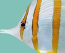 動物のイラスト描きます 写真をもとに動物のリアル寄りのイラストを描きます！ イメージ2