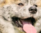 一生の宝物になるペット写真撮ります 元動物看護師が撮るペットの出張撮影 イメージ4