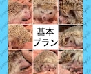 複数の写真を１枚にまとめてレイアウトします 日常／商品紹介／告知／推し活など用途に合わせ幅広く対応します イメージ3
