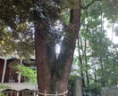 不倫・復縁専門‼︎お相手の心の中を視ます 龍神様のお力を借りお相手のお心を視ます‼︎ イメージ1