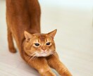 愛するペットの気持ちをタロットで読み解きます タロットでペットの本音を読み解き、あなたに伝えます！ イメージ7
