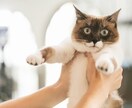 元ペットショップ店員が猫ちゃん飼育の相談にのります 些細なお悩みなんでも解決します! イメージ3