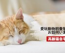 高齢猫の介護のお悩み、ご相談お受けします ​20年の猫飼育経験と専門知識であなたの不安に寄り添います イメージ1