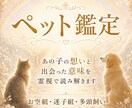 大切なペットの気持ちや出会いの意味を霊視します お空組・迷子組も！ペットちゃんの気持ちと伝えたいメッセージ イメージ1