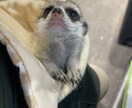 大切なペット達の飼育についてアドバイスします 元ペットショップ店員がペットの飼育方法やお悩みにアドバイス！ イメージ4