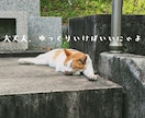 にゃんこから癒しのタロットメッセージをお送りします つらい時、そっと背中を押してくれる“にゃんこからの贈り物” イメージ2
