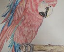 フリーハンドの色鉛筆画中心で線画のみも対応できます 写真模写いたします。あなたのペットが画になる！ イメージ5
