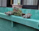 つまみになります ドイツに住んでいるので日本の深夜に起きてます イメージ1