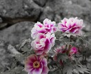 写真編集•加工します 家族の思い出の写真をより美しく！ イメージ8