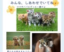 ペット(犬猫)アニマルヒーリングで体調を整えます オーダーメイドヒーリングで穏やかで元気な日常をサポートします イメージ4