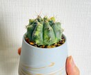 ガチ園芸店員がお家の植物のお悩み解決します 園芸店勤務の経験を活かして、観葉植物の相談に乗ります！ イメージ4
