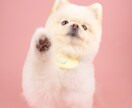 可愛くペットの写真を撮ります まるでスタジオのような写真が撮れます♪ イメージ7