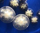 女子高校生が撮った動画や写真を提供ます JKが撮影するJK目線の動画、写真となっています。 イメージ1