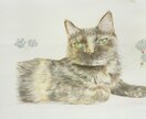 あなたの大切な猫ちゃんのイラストを描きます やさしい繊細な画風でねこちゃんのイラストをお届けします！ イメージ1