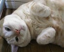 猫サロン。猫と遊んだり、猫との生活を色々知れます リモートでアメリカンショートヘアとひとときを過ごしませんか イメージ14