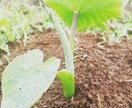 自然栽培の方法教えます、農業の相談乗ります 農業始めたい方に無農薬、無肥料での野菜の育て方教えます！ イメージ2