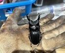 国内外のクワガタカブト虫の飼育、採集方法教えます クワガタカブトムシのことなら任せてください。 イメージ3