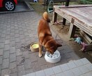 知りたい！ペットの気持ち占います 家族の一員である あの子の気持ちが知りたい方へ イメージ2