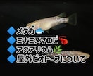 メダカ/ミナミヌマエビ飼育初心者主婦がお聞きします おうち時間の癒し⭐メダカ/ミナミヌマエビ/飼育お話聞かせて♪ イメージ1