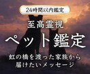 ペット鑑定｜大切なあの子の気持ちを霊視します 虹の橋を渡った愛する家族からのメッセージをお届けします イメージ1