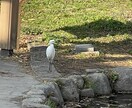 恋愛、結婚、離婚など色んな分野のお話しききします 離婚歴、子育て、自立神経の病気にも向き合っています。 イメージ4