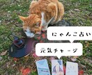 にゃんこが占いで落ち込んだあなたを励まします にゃんこの癒しとタロットで、心に元気を イメージ1