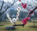 母にならない、と決めた、その先へ/心の迷い聞きます あなたの選択を支えます/その後の揺れる気持ち一人で抱えないで イメージ5
