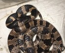ヘビ、トカゲ、カメ、カエルの飼育相談のります 現在日本産(野生由来)のもの22種50匹ほど飼育中。 イメージ7