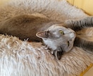 猫ちゃんに関する悩みや相談のります ・猫ちゃんの飼い方・多頭飼育の方法・初めて猫ちゃんを飼う イメージ2