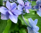 簡単！東北の家庭料理♪芋煮の作り方をお教えします 雪国のぬくもり♪おうちで作れる芋煮のレシピを教えます/料理 イメージ8