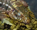 動物の飼育相談、問題行動相談になっております 犬、猿、フクロウ、モモンガ、爬虫類全般、その他飼育経験あり イメージ7